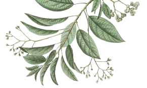 leaf-4